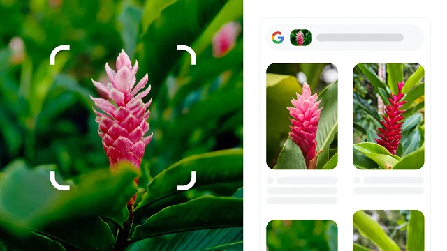 빨간색 생강으로 식별되는 빨간색 뾰족한 식물을 둘러싸고 있는 정사각형의 둥근 흰색 모서리